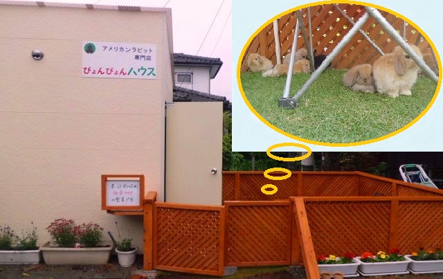 福岡のうさぎ アメリカンラビット専門店 ぴょんぴょんハウス 福岡県久留米市のペットショップ おでかけスポット ペットホームウェブ