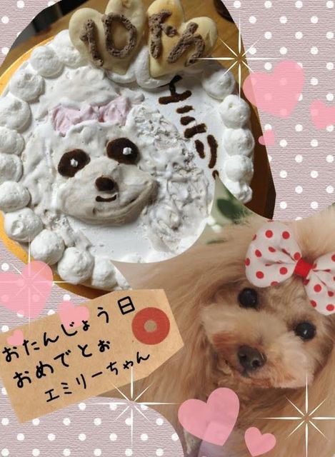 犬ケーキ無添加おやつ帝塚山wanbana通販 大阪府大阪市平野区のペットショップ おでかけスポット ペットホームウェブ