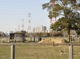 千葉県立北総花の丘公園 千葉県印西市のドッグラン おでかけスポット ペットホームウェブ