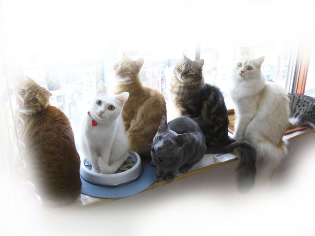 おでかけスポット 石川町駅 猫カフェ 全1件 おでかけスポット ペットホームウェブ